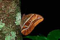 Seleucida owlet butterfly {Caligopsis seleucida} rainforest, Para, Brazil