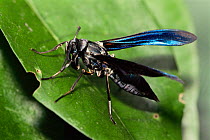 Arctiidae / Ctenuchinae moth mimics a wasp {Arctiidae / Ctenuchinae} Amazonas, Brazil