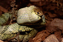Yellow bellied snake swallowing large prey {Pseustes sulphureus} Brazil Corrideira / Papa-pinto