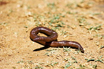 Noronha worm lizard {Amphisbaena ridleyi} Noronha Is, Brazil