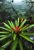 Bromeliad {Vriesea sp} in atlantic rainforest, Serra da Graciosa, Brazil