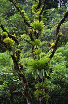Bromeliads {Vriesea sp} in tree of atlantic rainforest, Serra da Graciosa, Brazil