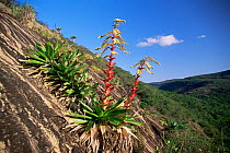 Bromeliad {Vriesea hanoumii} in dry caatinga region of NE Brazil