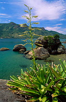 Bromeliad {Vriesea edmundoi} on atlantic coast, Rio de Janeiro state, Brazil