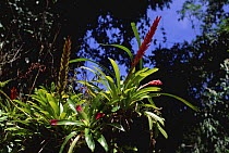 Bromeliad {Vriesea incurvata} in atlantic rainforest, Intervales SP, Brazil