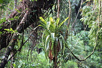 Bromeliad {Vriesea hyeroglyphica} Rio de Janeiro state, Brazil