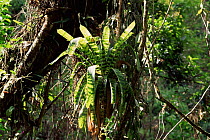 Bromeliad {Vriesea hyeroglyphica} Rio de Janeiro state, Brazil