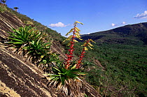 Bromeliad {Vriesea nahoumii} in dry caatinga region of NE Brazil