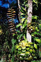 Bromeliad {Vriesea fenestralis} in atlantic rainforest, SE Brazil Espirito Santo state