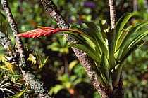 Bromeliad {Vriesea guttata} in atlantic rainforest, SE Brazil, Espirito Santo state