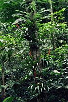 Bromeliad {Vriesea ensiformis} in atlantic rainforest, SE Brazil, Sao Paulo state