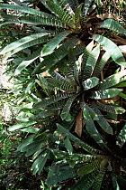 Bromeliad {Vriesea fosteriana} in atlantic rainforest, SE Brazil Espirito Santo state
