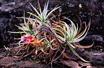 Bromeliad {Connellia kelchii} on Mt Roraima, Bolivar state, Venezuela
