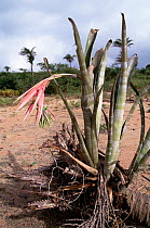 Bromeliad {Billbergia porteana} of dry caatinga region of NE Brazil, Bahia state