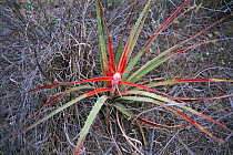 Bromeliad {Bromelia serra}, Daa-Iya del Gran Chaco NP, Bolivia