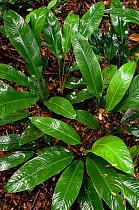 Dark shiny leaves of Marantaceae family on rainforest floor, Brazil, Linhares FR