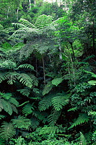 Giant tree fern {Cyathea / Alsophila armata} Intervales SP, Sao Paulo, Brazil
