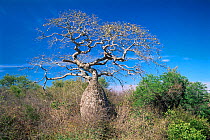 Toborochi tree {Chorisia insignis} in Gran Chaco NP, Bolivia, chaco vegetation