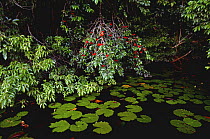 Fruits of Ananizeiro tree {Symphonia globulifera} Caxiuana NF, Para, Brazil