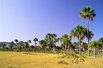 Buriti palm trees {Mauritia flexuosa} Tocantins, Brazil