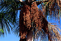 Palm tree nuts of Buriti palm tree {Mauritia flexuosa} Tocantins, Brazil