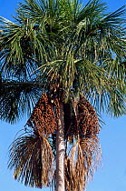 Palm tree nuts of Buriti palm tree {Mauritia flexuosa} Tocantins, Brazil