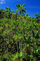 Acai palm trees {Euterpe oleracea} Brazil