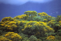 Angelica-do-Brejo trees in atlantic rainforest {Vochysia acuminata} Brazil