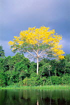 Paricarana tree in flower {Pithecellobium corymbosum} Mamiraua res, Amazonas, Brazil