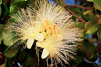 Flower Pau-santo tree {Caryocar brasiliensis} Tocantins, Brazil