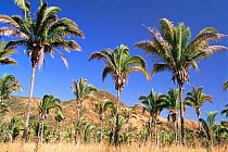 Babassu palm trees {Attalea speciosa} Tocantins, Brazil