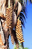 Babassu palm nuts (for palmnut oil) {Attalea speciosa} Tocantins, Brazil
