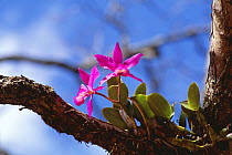 Orchid in flower probably (Cattleya nobilior)  in Cerrado vegetation, Tocantins State, Central Brazil.