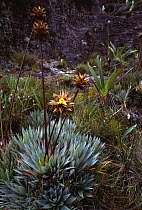 {Orectanthe sceptrum} plants on summit of Mount Roraima, Venezuela