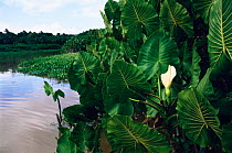 Aninga arum plant + flower {Montricardia arborescens} in rainforest, Para, Brazil
