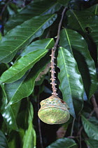 Fruit of {Eschweilera albiflora} tree (food of White Uakari monkey) Matamata, Brazil