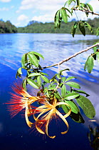 Fower of Mungubarana tree {Pachira insignis} Mamiraua ecol stn, overhanding river, Amazonas, Brazil