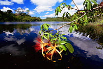 Fower of Mungubarana tree {Pachira insignis} Mamiraua ecol station, overhanging river, Amazonas, Brazil
