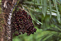 Maraja berries {Bactris / Pyrenoglyphis maraja} in rainforest, Amazonas, Brazil