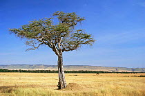Desert date tree {Balanites aegytiaca} Masai mara GR, Kenya