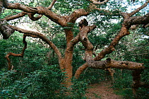 Pod mahogany tree {Afzelia quanzensis} Arabuko-Sokoke forest, Watamu, Kenya