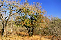 Tamboti tree {Spirostachys africana} Umfolozi GR, Natal, South Africa