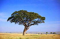 {Albizia mellifera} tree in grassland, Masai mara GR, Kenya