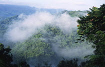 Morning mist over rainforest, Alexander von Humboldt NP, East Cuba