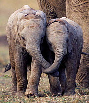 Young African elephants with trunks entwined, Masai Mara, Kenya
