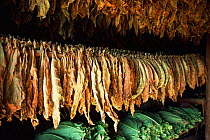 Tobacco leaves drying in traditional thatched hut (Vega) Vinales valley, Cuba