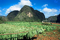 Harvesting Tobacco leaves and drying them in the sun, Vinales valley, Cuba