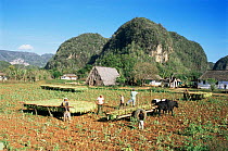 Transporting tobacco leaves to thatched hut (Vega) for drying, Vinales valley, Cuba