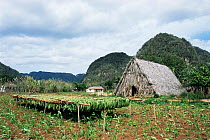 Tobacco leaves drying + traditional thatched drying hut (Vega) Vinales valley, Cuba
