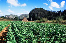 Tobacco crop in full growth, Vinales valley, Cuba